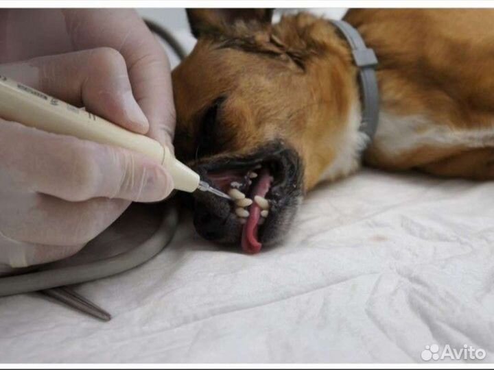 Ветеринарный врач на дом