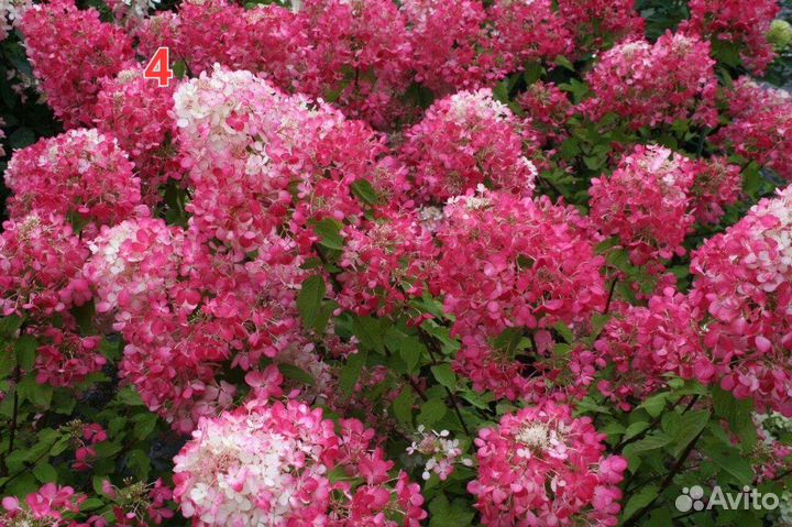 Гортензия Метельчатая