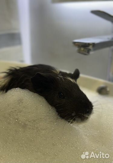 Морские свинки