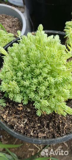 Очиток седум почвопокровный