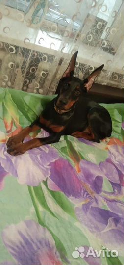 Щенки добермана