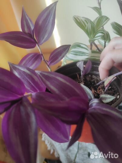 Традесканция 2 вида