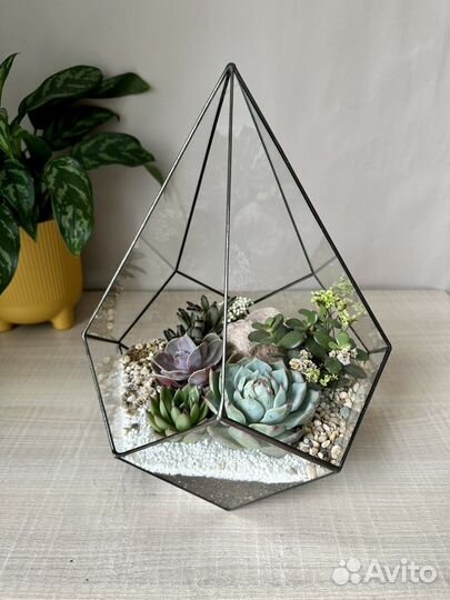 Композиция с живыми растениями