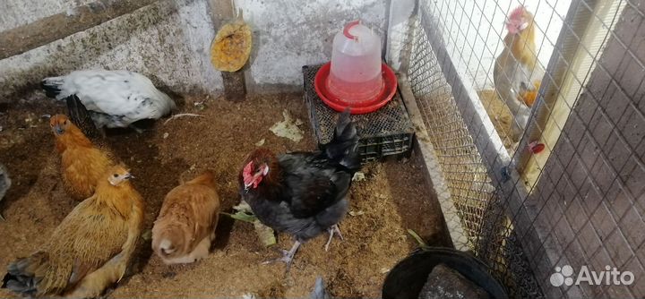 Петушки домашние