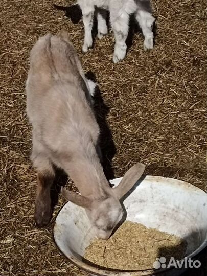 Коза альпийская нубийская