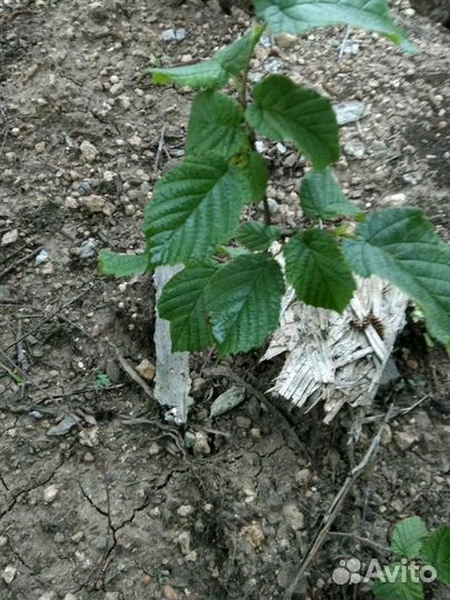 Орех фундук Трапезунд саженец