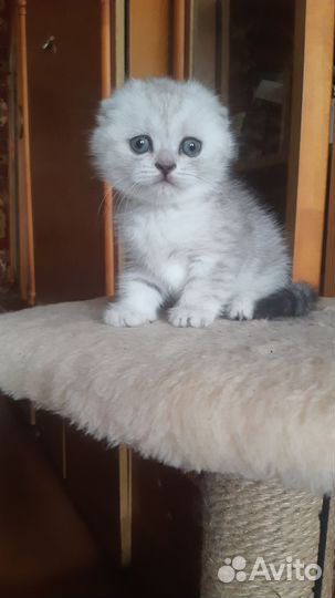 Кошечка,шотландская вислоухая,чистокровка,1,6 мес)