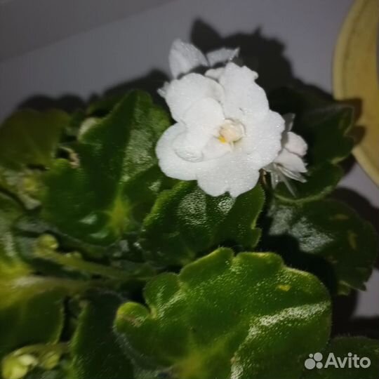 Лист фиалки с корнем