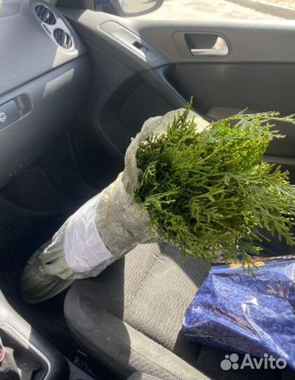 Туя для изгороди / саженцы