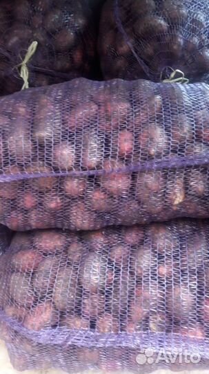 Картошка полторашка