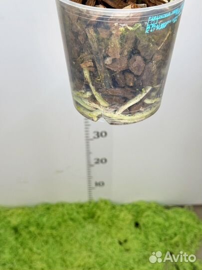 Орхидея фаленопсис Дикий кот бабочка