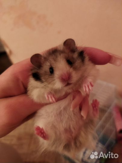 Клетка для грызунов, хомяк