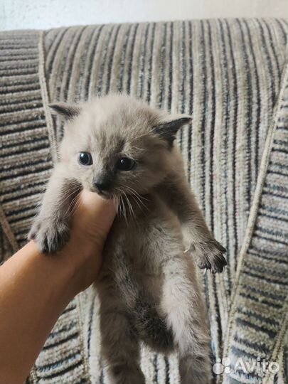 Котята в добрые руки бесплатно