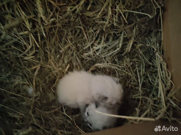 Сиамские котята