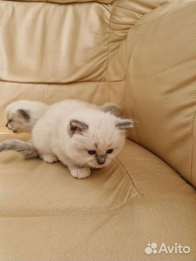 Котята рэгдолл миттед и колор поинт