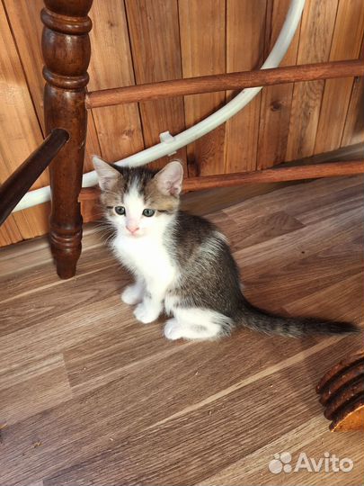 Отдам котёнка в добрые руки