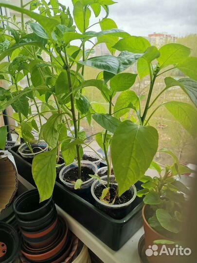 Продажа рассады томатов