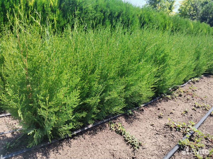 Фисташка Туполистная и другие саженцы