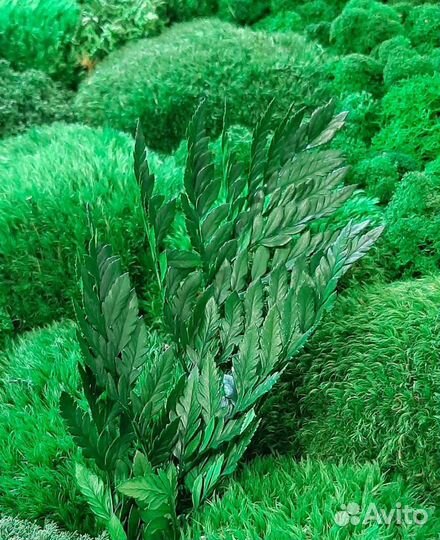 Стабилизированный мох Симферополь