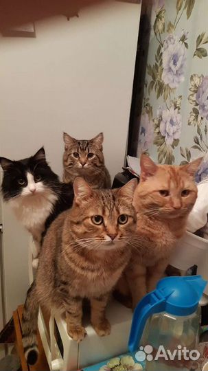 Ветврач, стерилизация котов и кошек