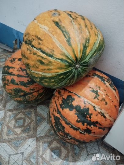 Тыква декоративная большая