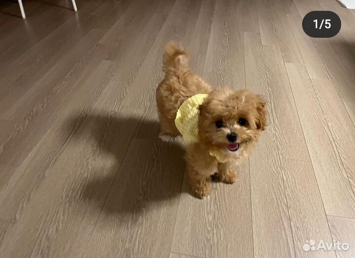 Девчуля мальтипу