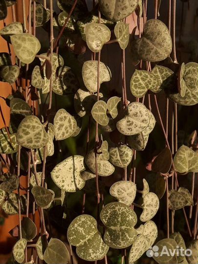 Церопегия Вуда