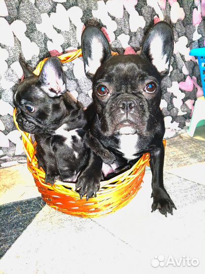 Французский бульдог щенки