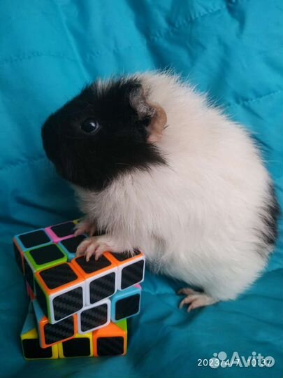 Морская свинка Американский тедди