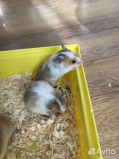 Сирийский хомяк