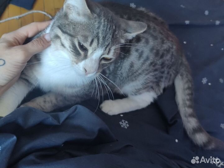 Отдам в добрые руки кота и кошку