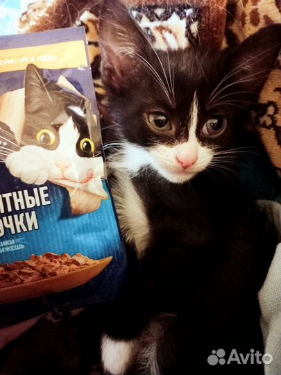 Котик Феликс. Котята