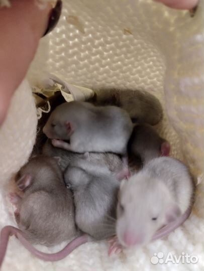 Крысята Дамбо