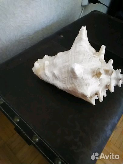 Ракушка большая