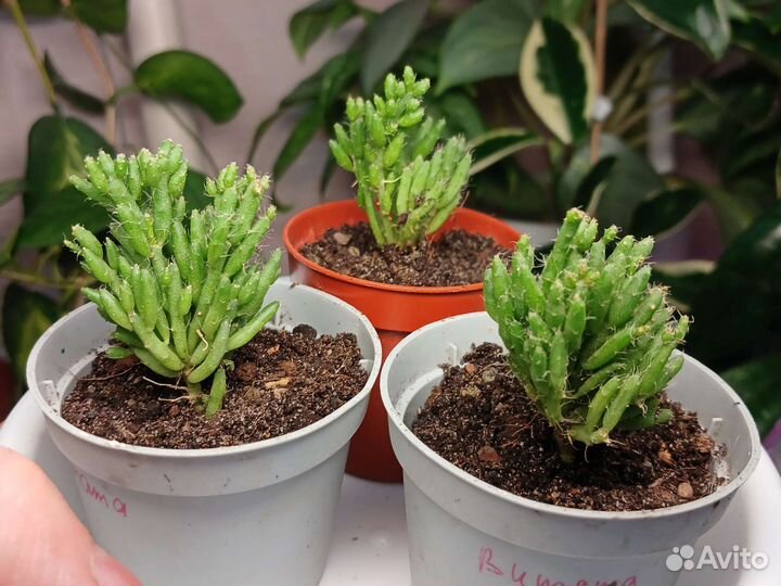 Рипсалис/кактус