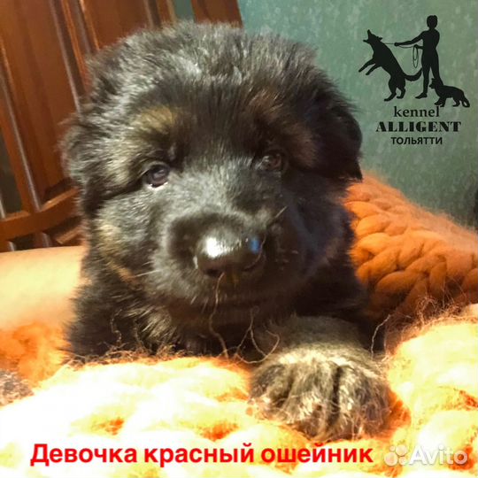 Немецкая овчарка длинношерстная