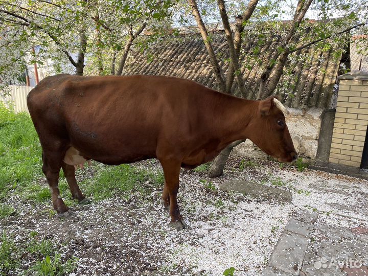 Корова стельная