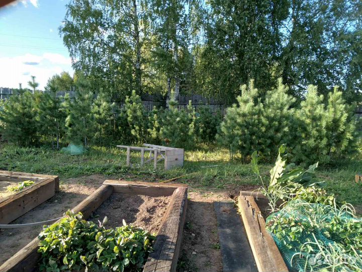 Саженцы сибирского кедра