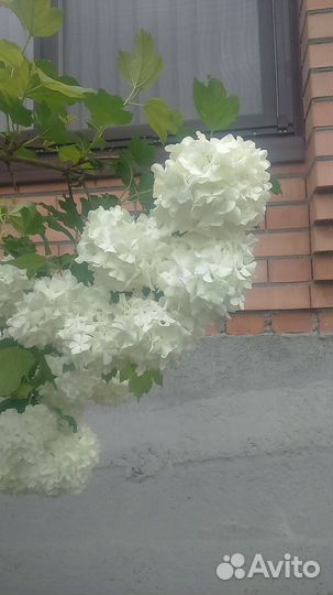 Калина бульдонеж