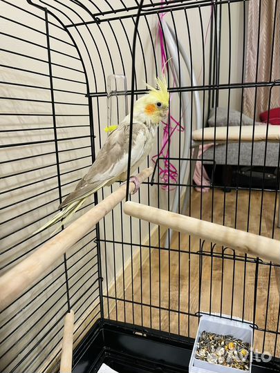 Корелла девочка 5 мес