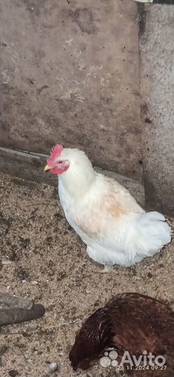 Молодые петухи