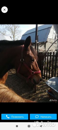 Навоз в мешках