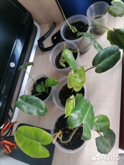 Филодендрон бурле макс вариегатный