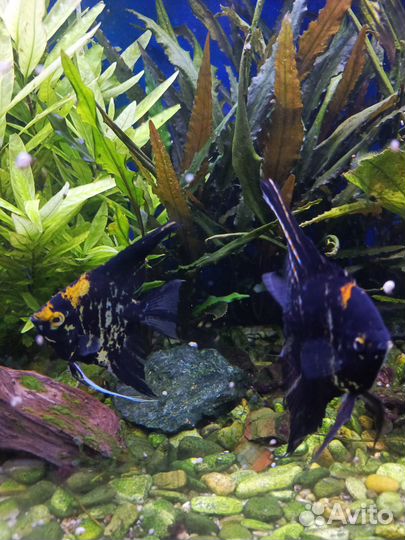 Пара скалярий