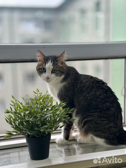 Гостиница для кошек