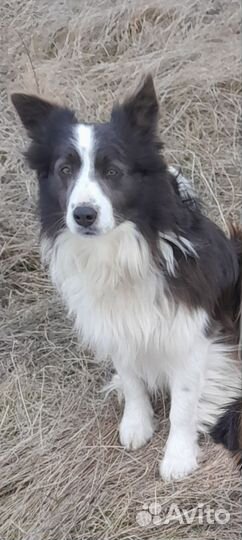 Щенки Бордер-колли