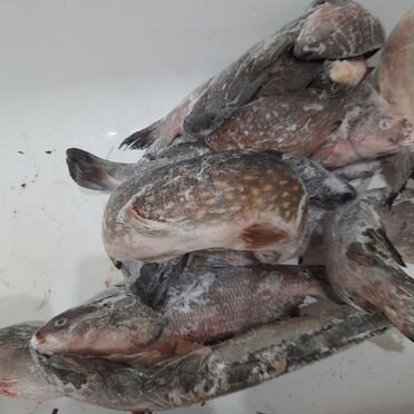 Рыба свежемороженая щука лещ судак карась 15кг