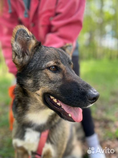 Собака в добрые руки