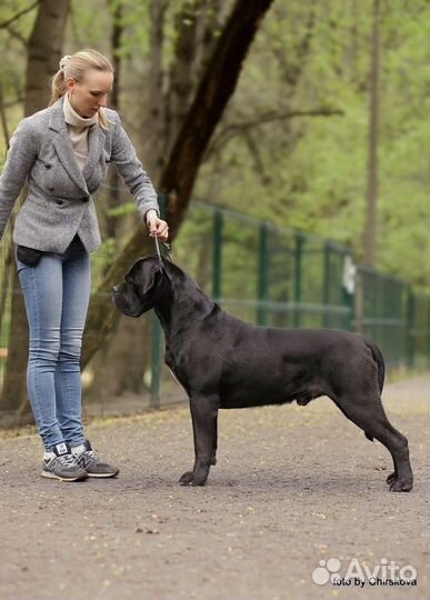 Кане Корсо вязка