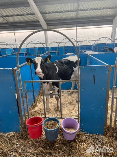 Домики для телят